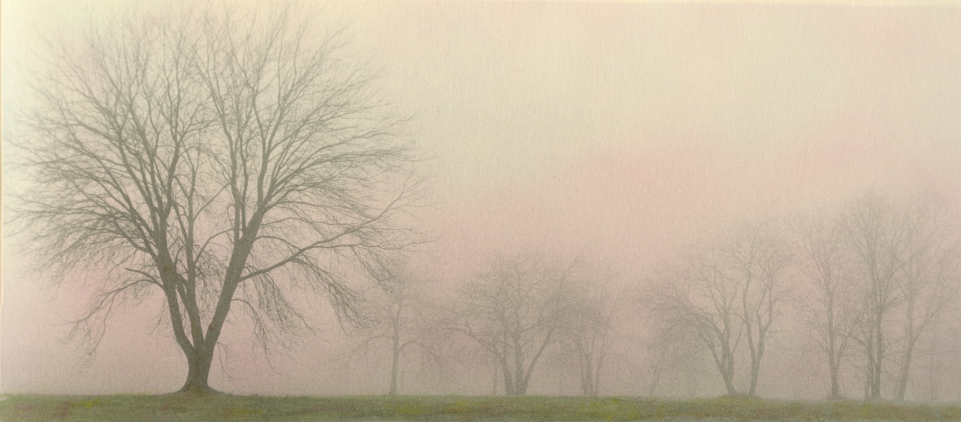 Foggy Trees #2
