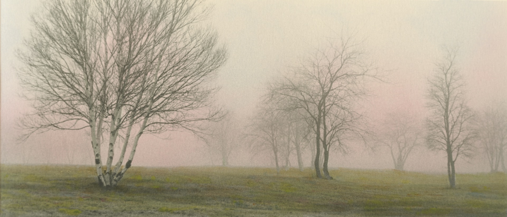 Foggy Trees #6