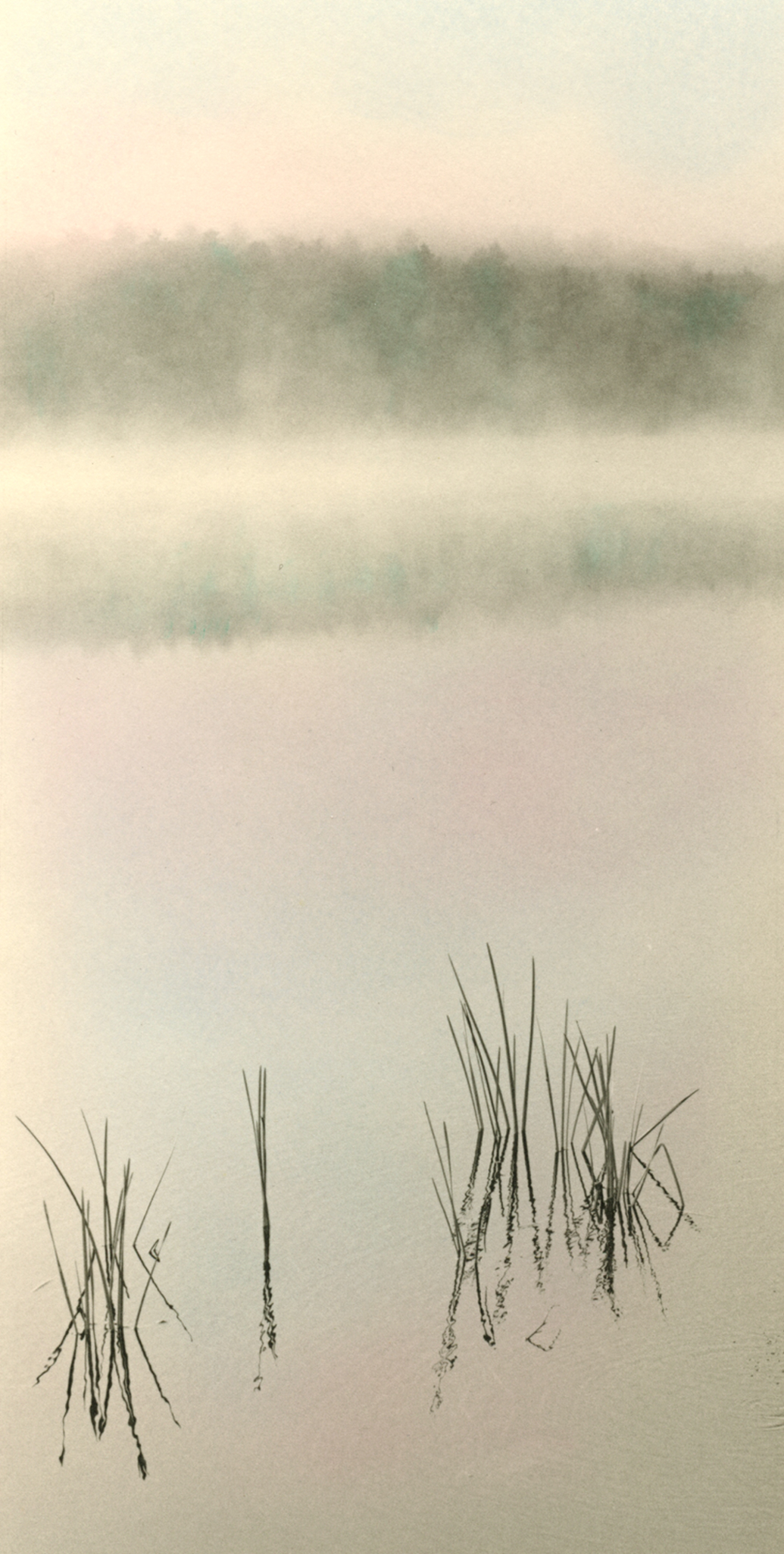 MISTY Reeds #2