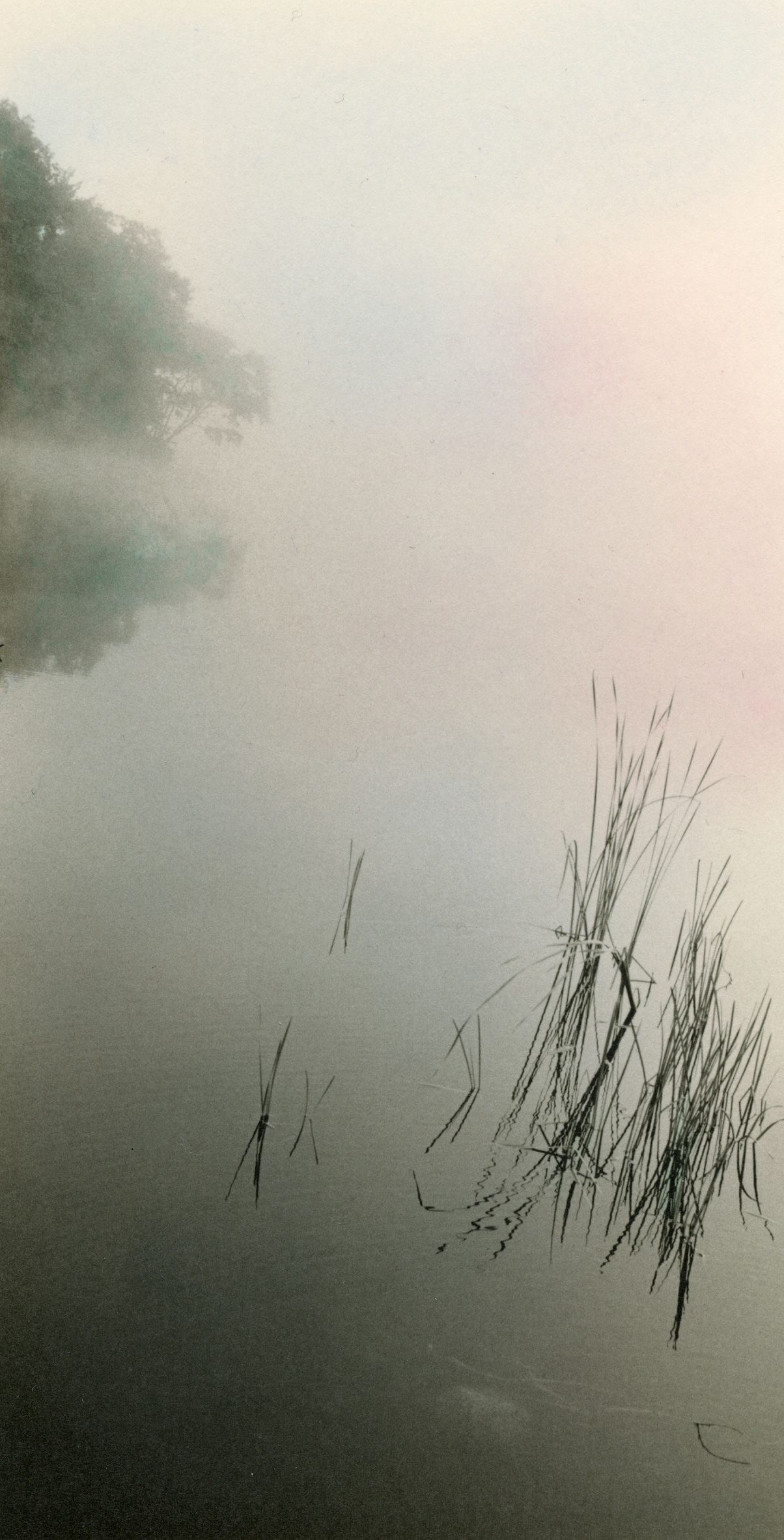 MISTY Reeds #3