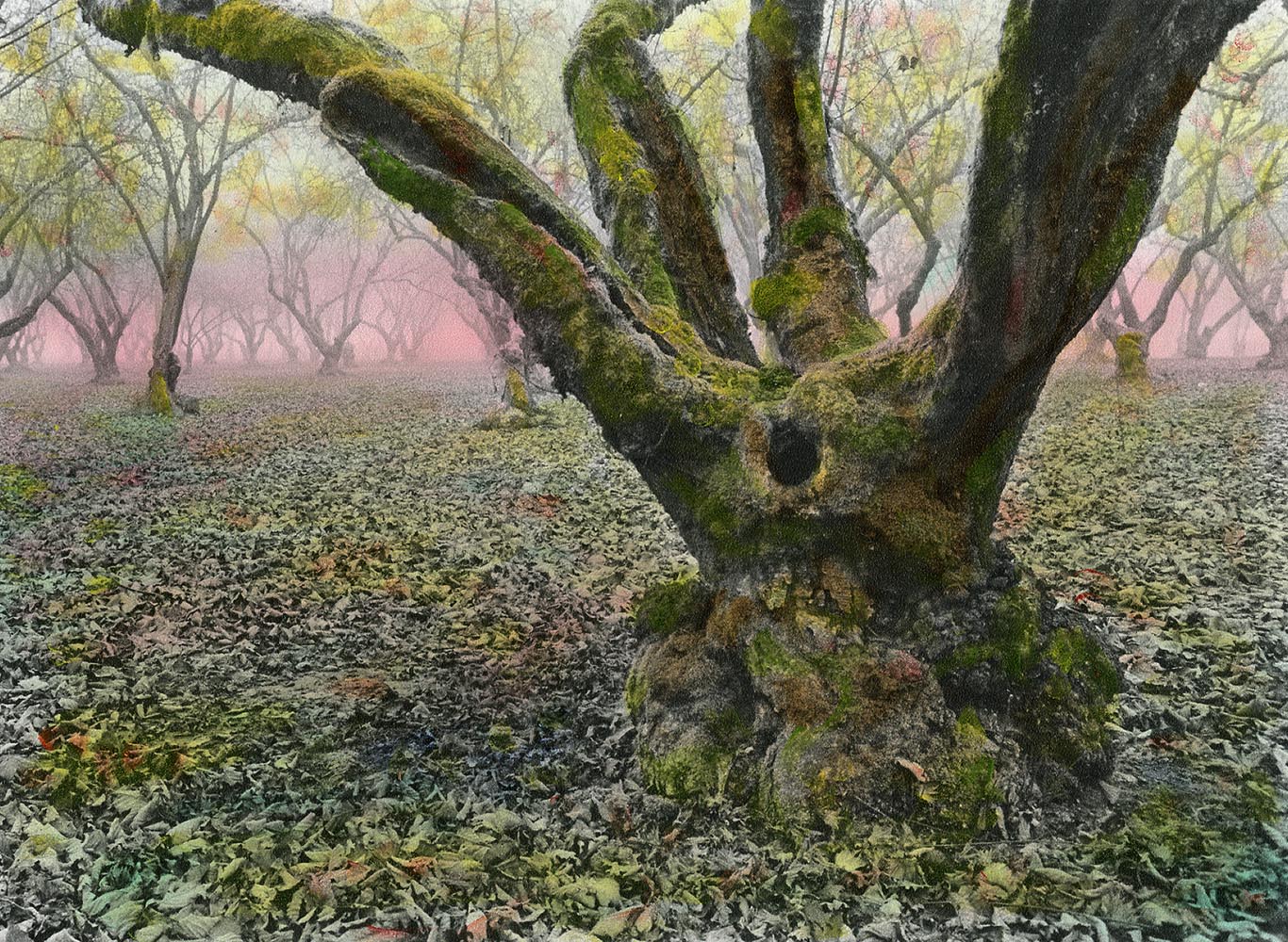 Oregon Nut Grove #30