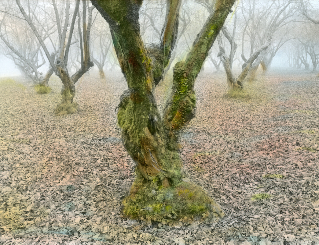 Oregon Nut Grove #31